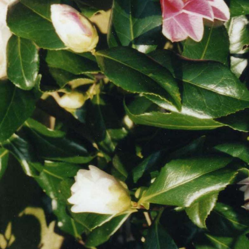 Camélia Lady Vansittart - Camellia japonica (Feuillage)