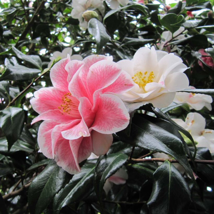 Camélia Lady Vansittart - Camellia japonica (Floraison)