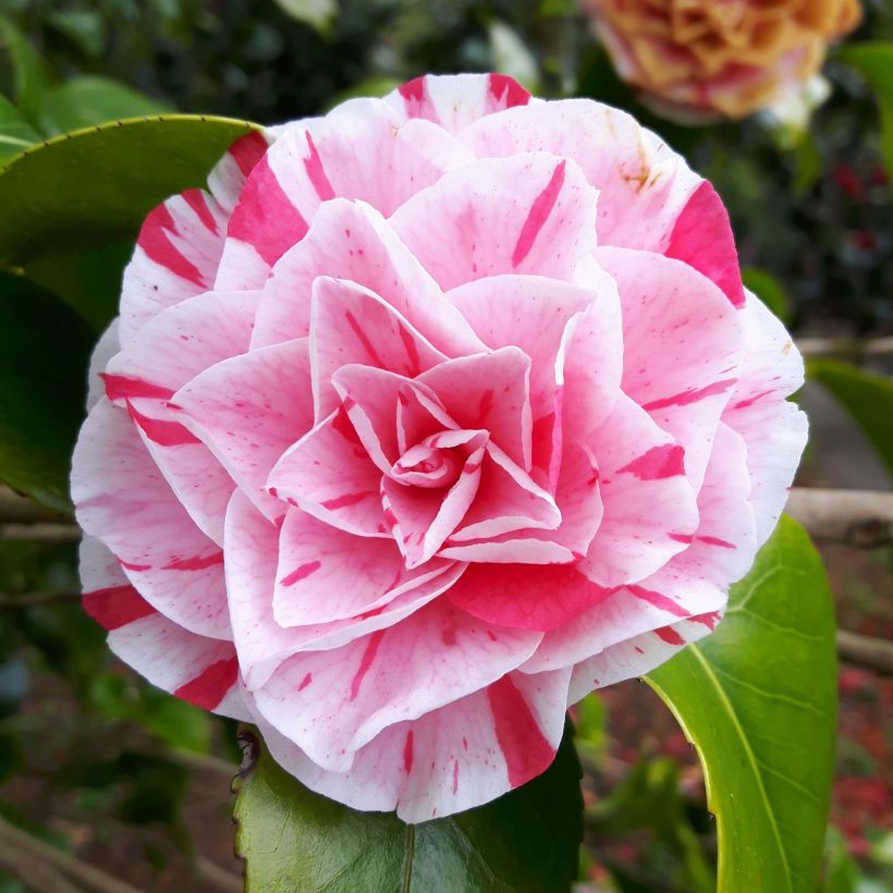 Camélia Lavinia Maggi - Camellia japonica (Floraison)