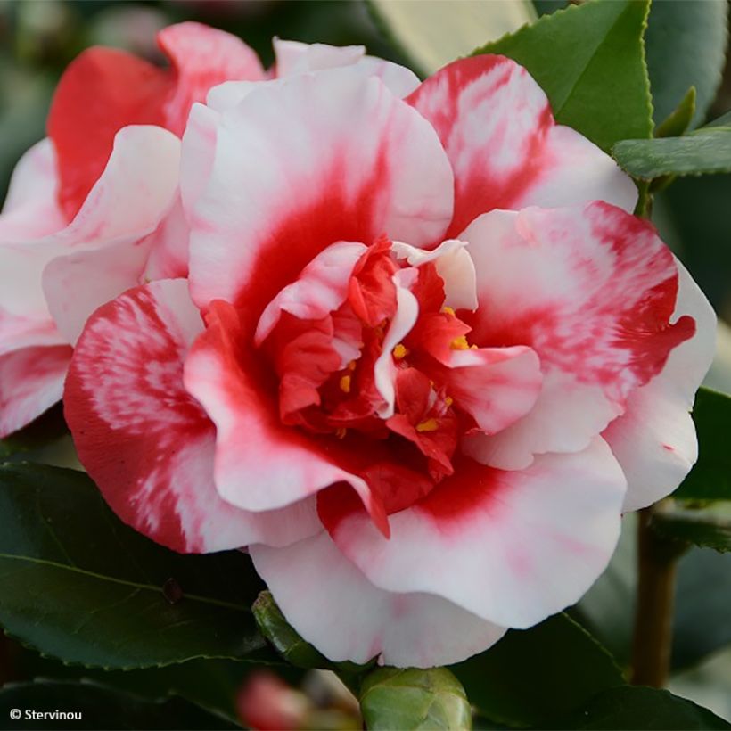Camélia Midnight Variegated - Camellia japonica (Floraison)