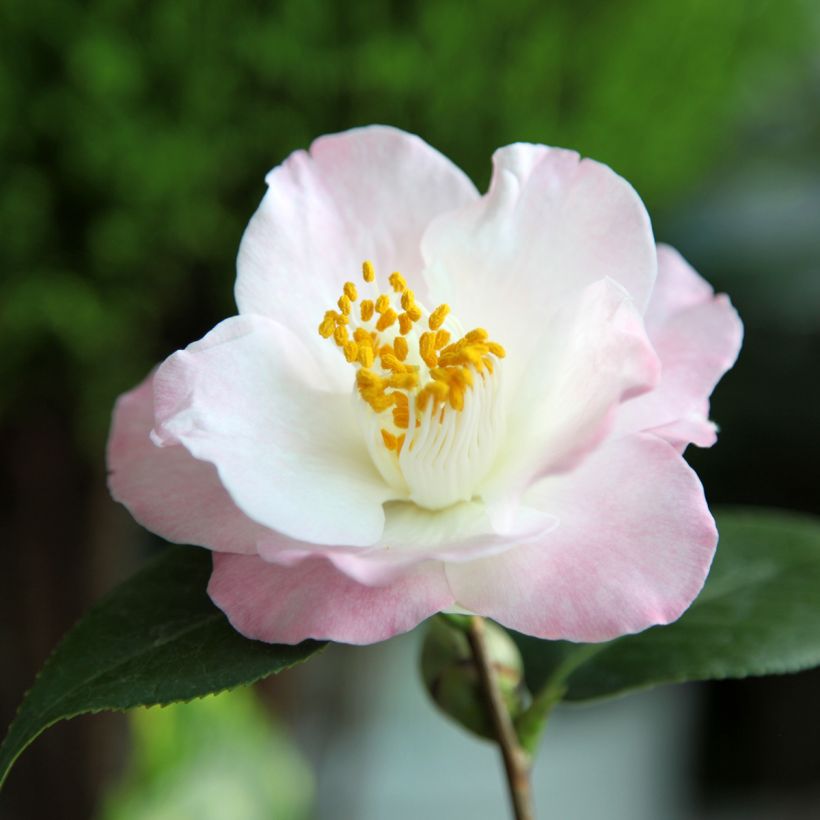 Camellia Transtasman (Floraison)