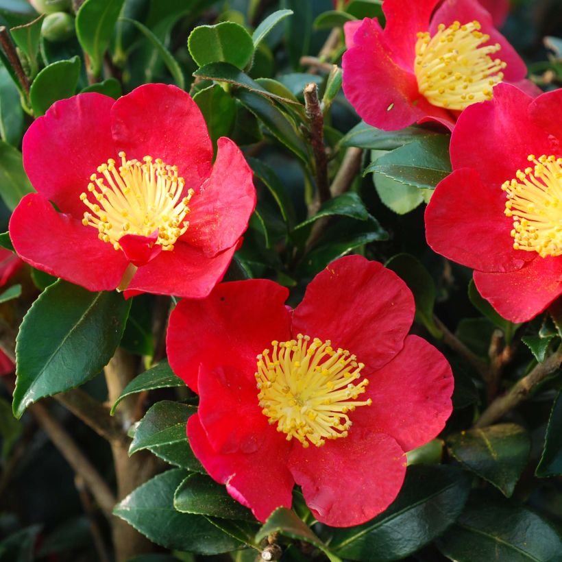 Camélia d'automne - Camellia sasanqua Yuletide (Floraison)