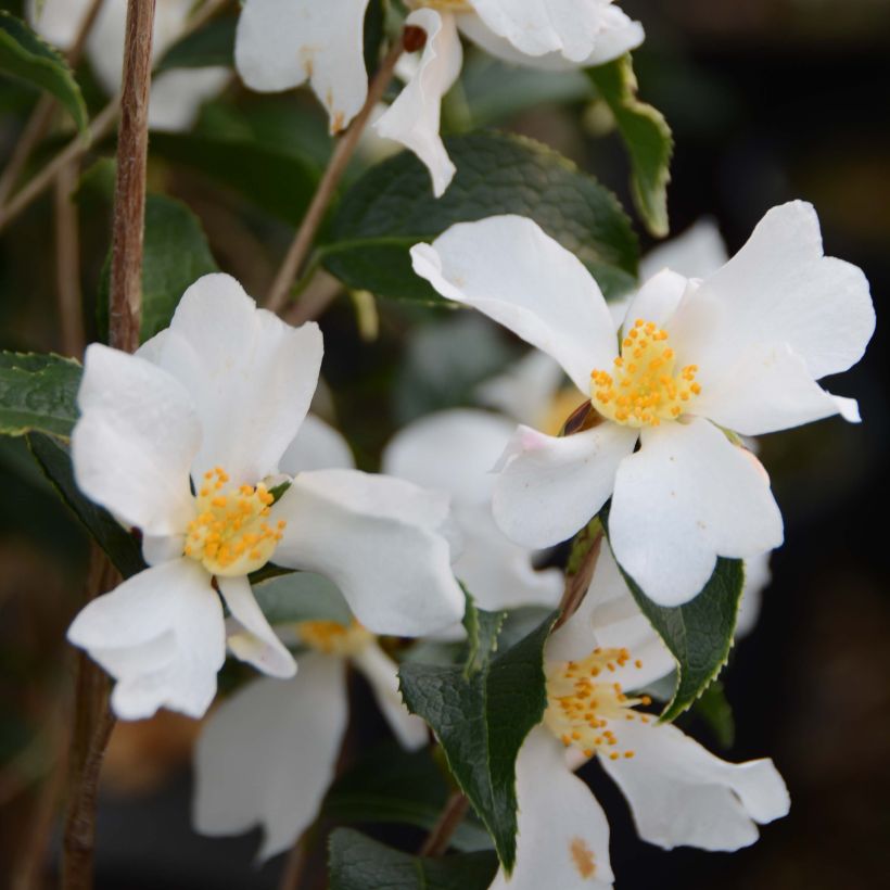 Camélia grijsii - Camellia (Floraison)