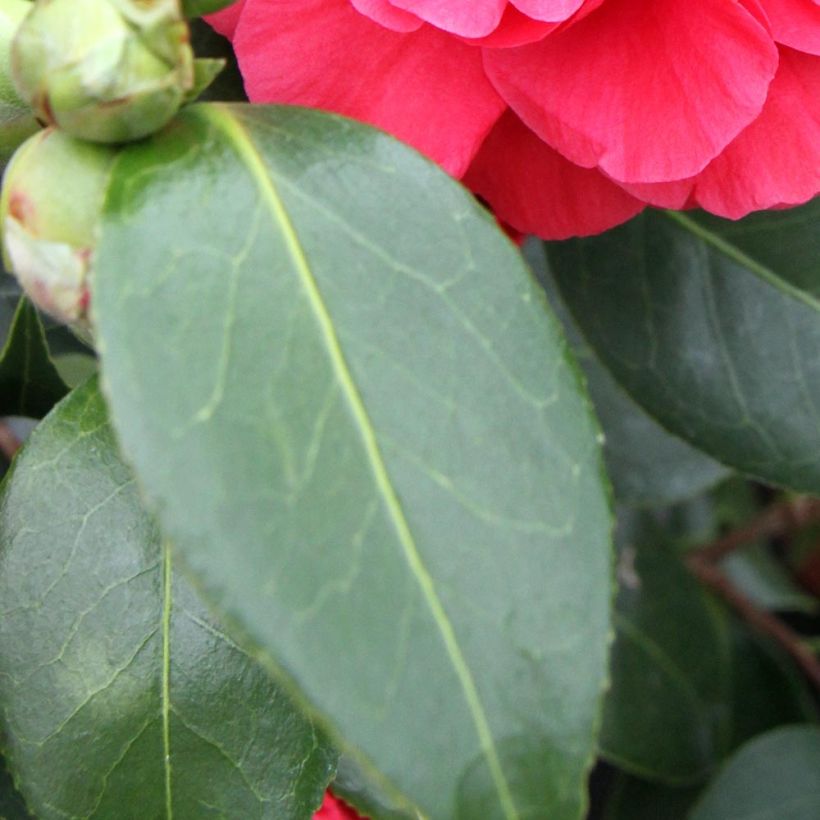 Camélia Blood of China - Camellia japonica (Feuillage)