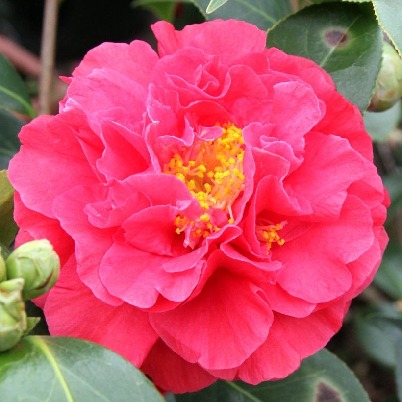 Camélia Blood of China - Camellia japonica (Floraison)