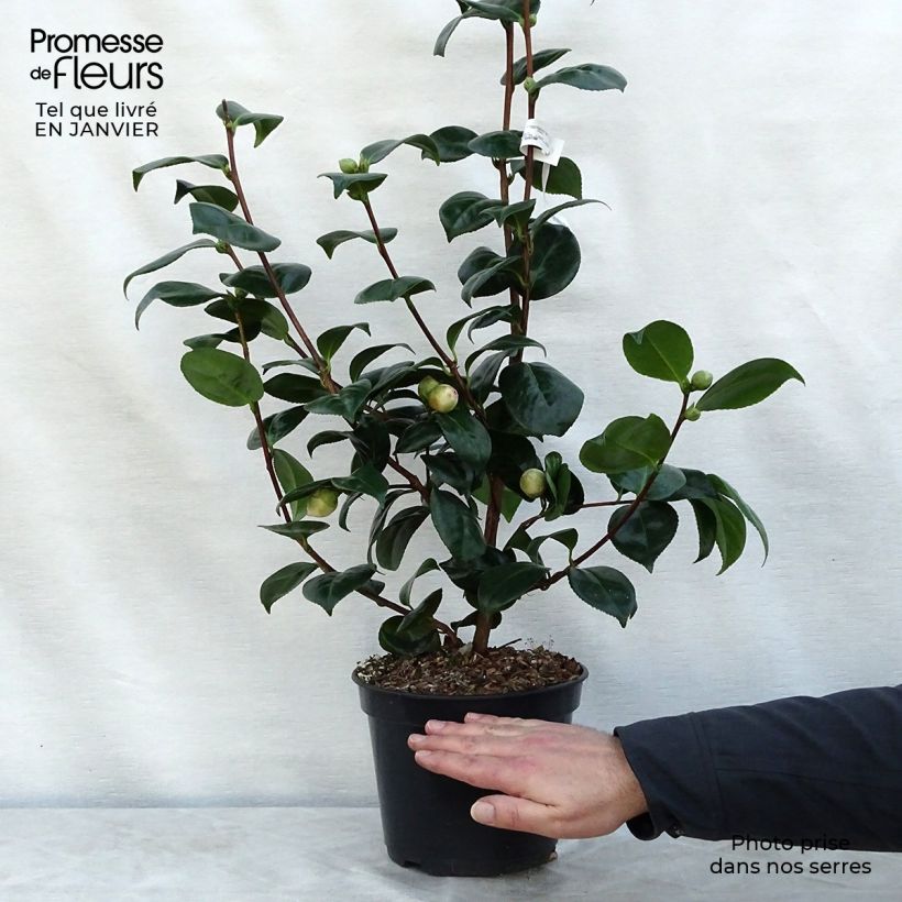 Spécimen de Camélia Margaret Davis - Camellia japonica tel que livré en hiver