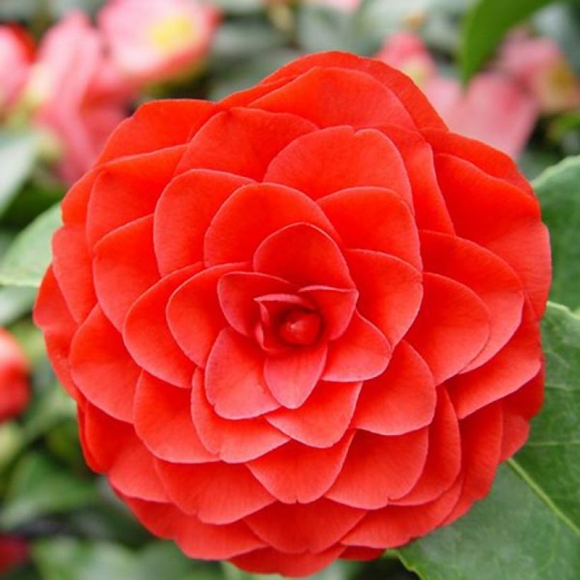 Camélia Roger Hall - Camellia japonica (Floraison)