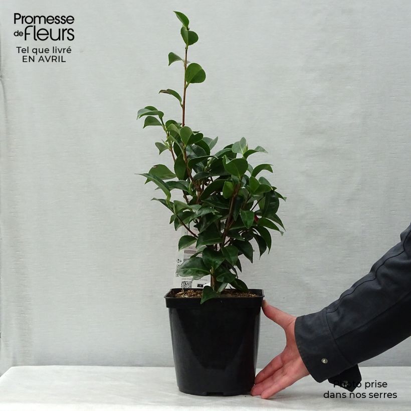 Spécimen de Camélia Roger Hall - Camellia japonica en pot de 3L/4L tel que livré au printemps