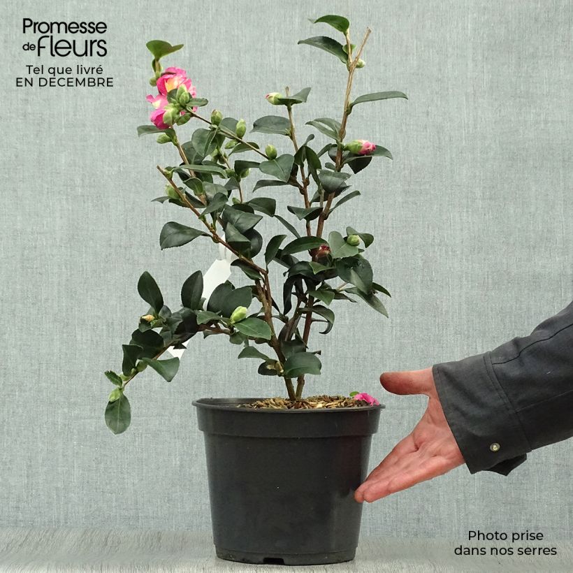 Spécimen de Camellia sasanqua Belinda - camélia d'automne tel que livré en hiver