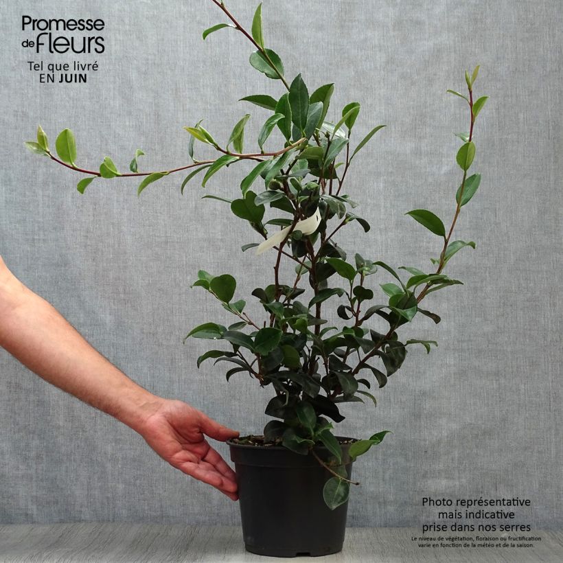 Spécimen de Camellia sasanqua Belinda - camélia d'automne Pot de 4L/5L tel que livré en été