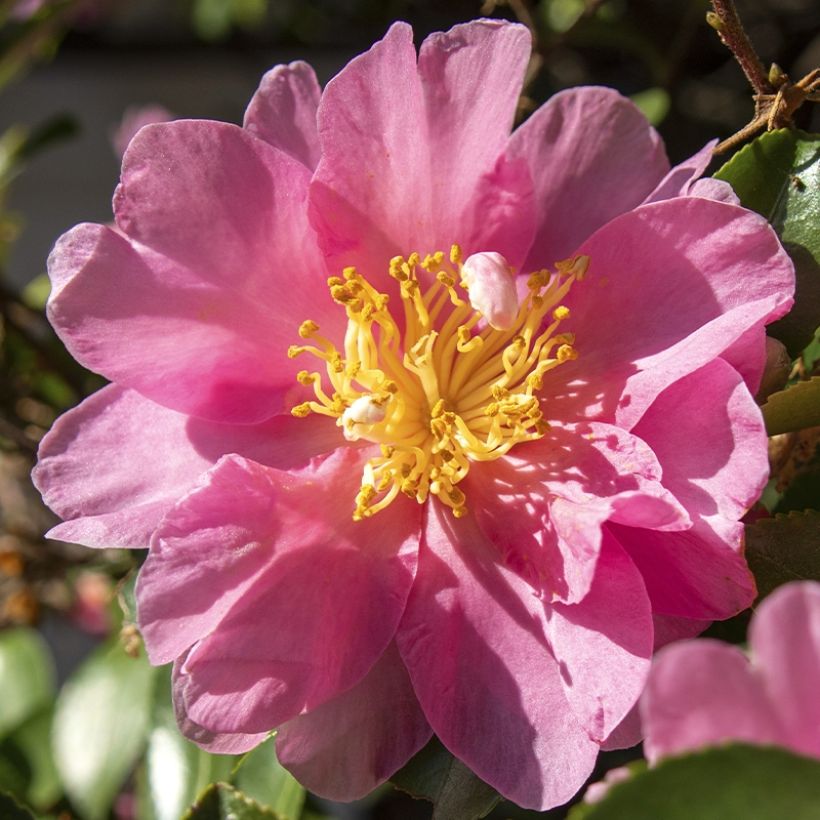 Camellia sasanqua Belinda - camélia d'automne (Floraison)