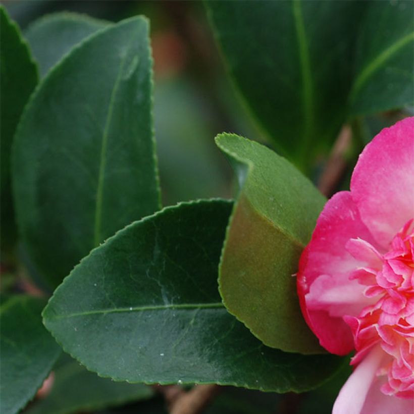 Camélia d'automne - Camellia sasanqua Choji Guruma (Feuillage)