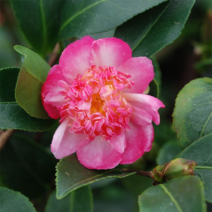 Camélia d'automne - Camellia sasanqua Choji Guruma (Floraison)
