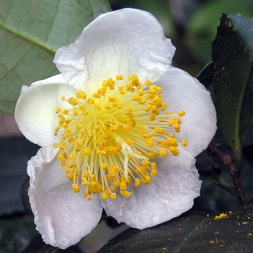 Camélia sinensis - Théier (Floraison)