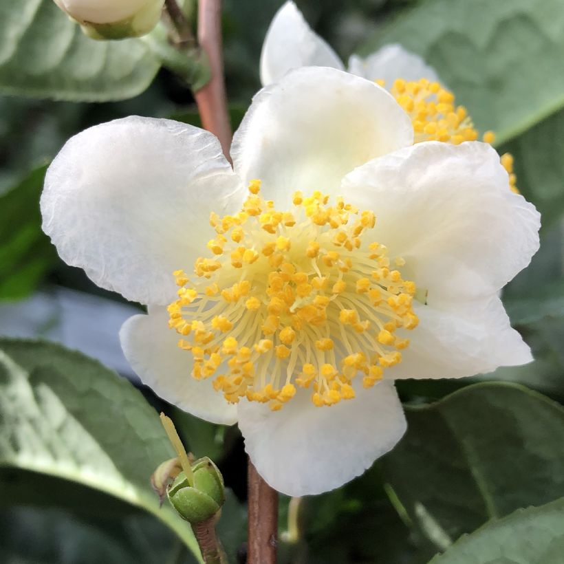 Camellia sinensis Théojardin - Théier (Floraison)