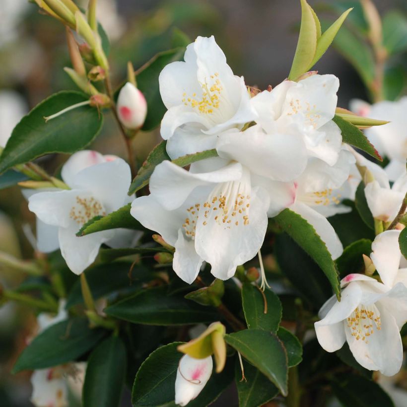 Camellia transnokoensis - Camélia botanique (Floraison)