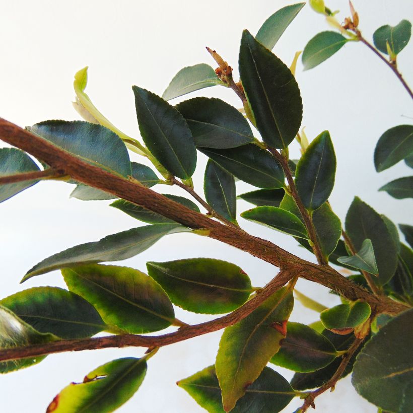 Camellia transnokoensis - Camélia botanique (Feuillage)