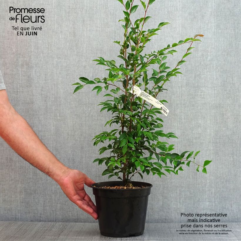 Spécimen de Camellia transnokoensis - Camélia botanique Pot de 4L/5L tel que livré en été