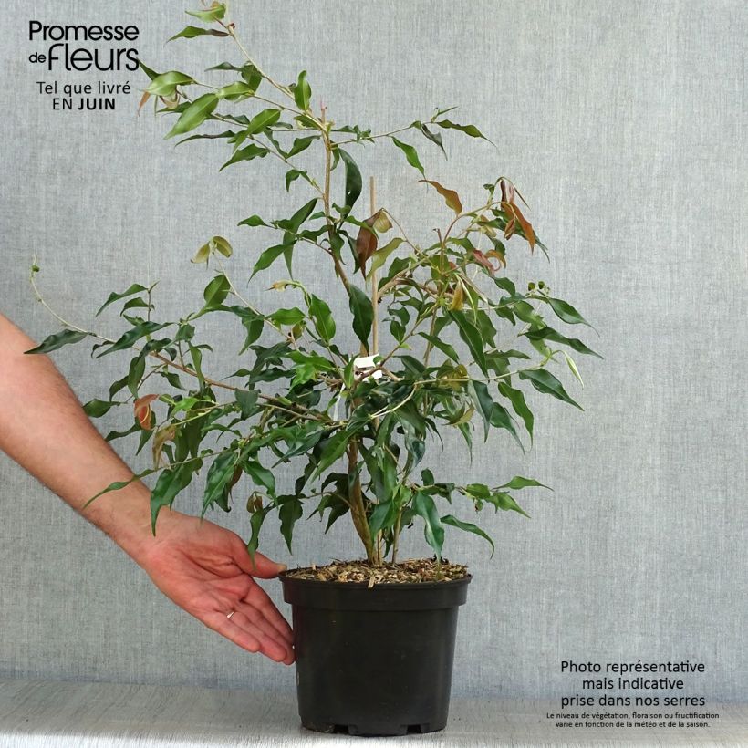 Example of Camellia tsaii - Camélia d'hiver as you get in ete