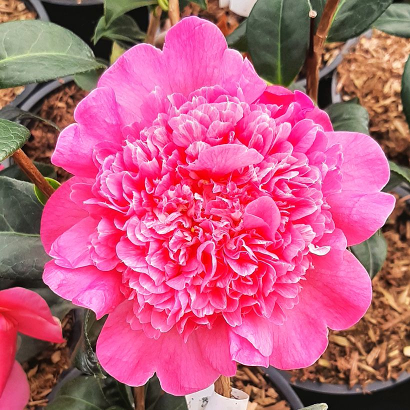 Camélia Anticipation - Camellia x williamsii (Floraison)