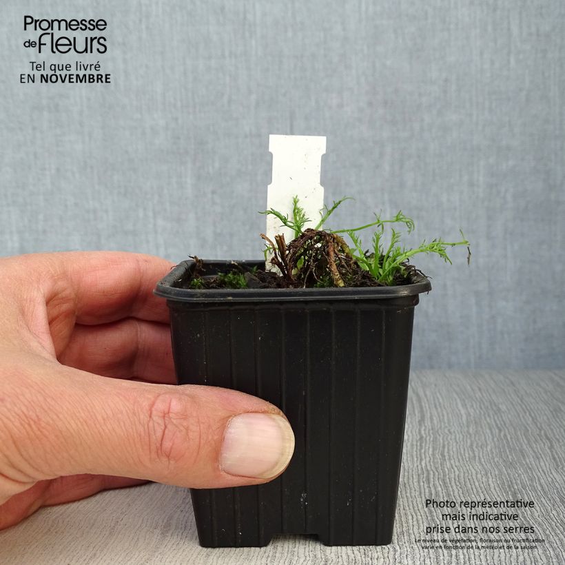 Spécimen de Camomille Romaine - Chamaemelum nobile Ligulosum Godet de 8/9 cm tel que livré en automne