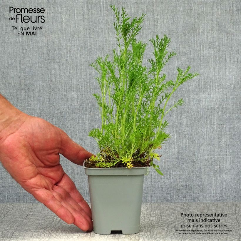 Spécimen de Camomille Romaine - Chamaemelum nobile Ligulosum en godet de 8/9 cm tel que livré au printemps