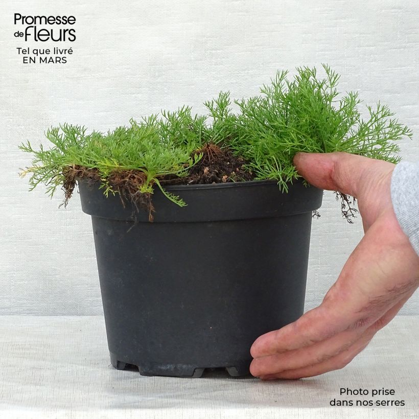 Spécimen de Camomille Romaine - Chamaemelum nobile Ligulosum en pot de 2L/3L tel que livré au printemps
