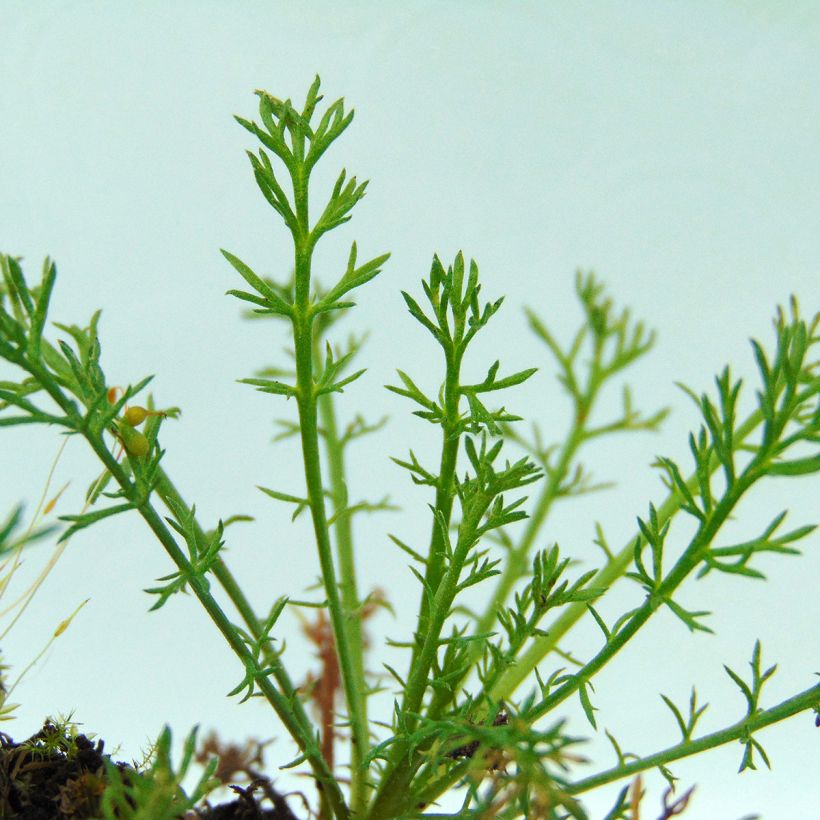 Camomille Romaine - Chamaemelum nobile Treneague (Feuillage)