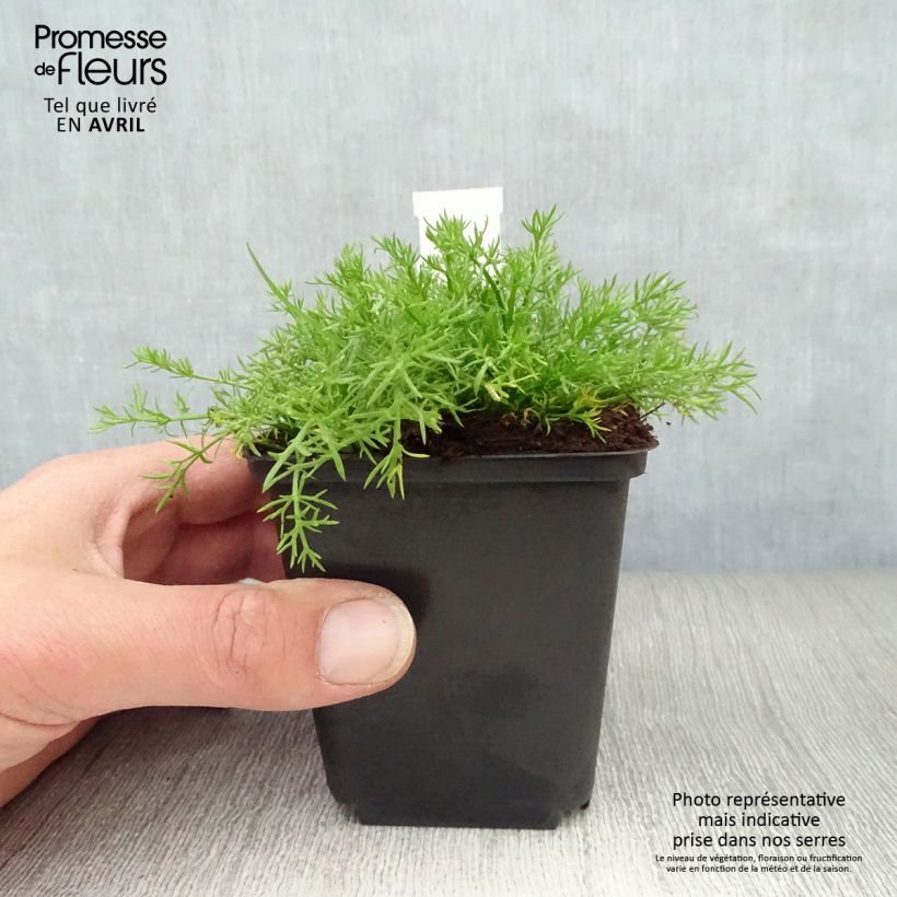 Spécimen de Camomille Romaine - Chamaemelum nobile Treneague Godet de 9cm tel que livré au printemps