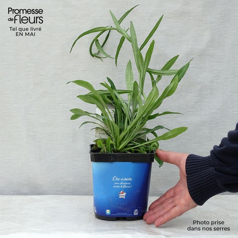 Spécimen de Campanule à feuilles de pêcher - Campanula persicifolia blue en pot de 2 litres tel que livré au printemps