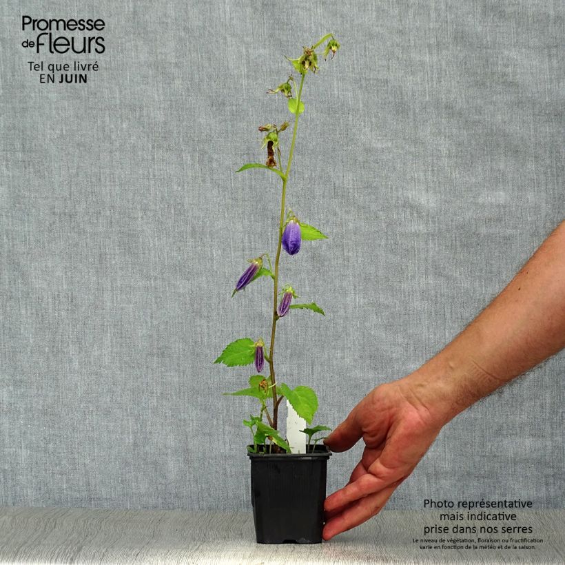 Spécimen de Campanula Sarastro - Campanule hybride Godet de 8/9 cm tel que livré en été