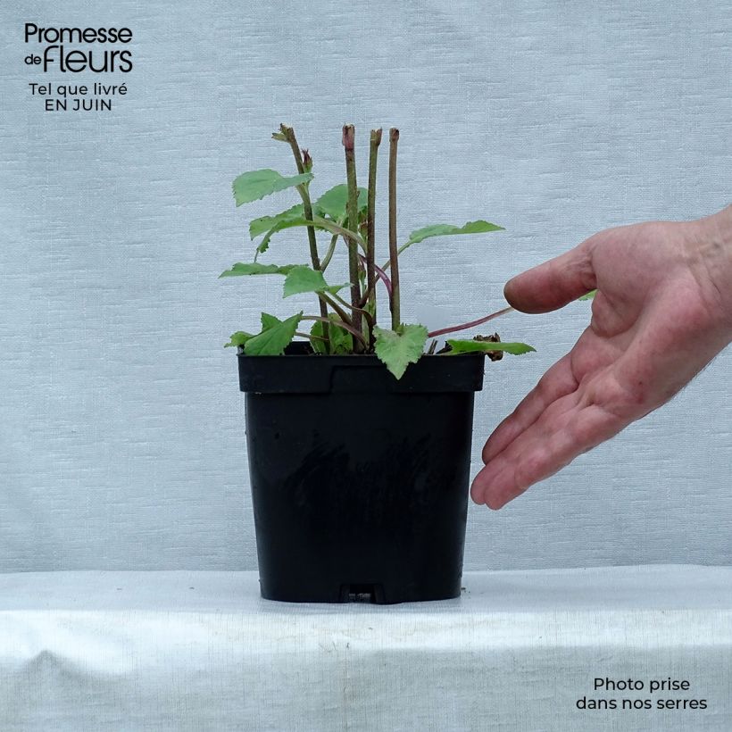 Spécimen de Campanula Sarastro - Campanule hybride Pot de 2L/3L tel que livré en été