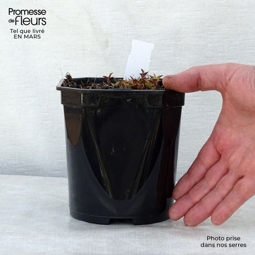 Spécimen de Campanula Sarastro - Campanule hybride en pot de 2/3L tel que livré au printemps
