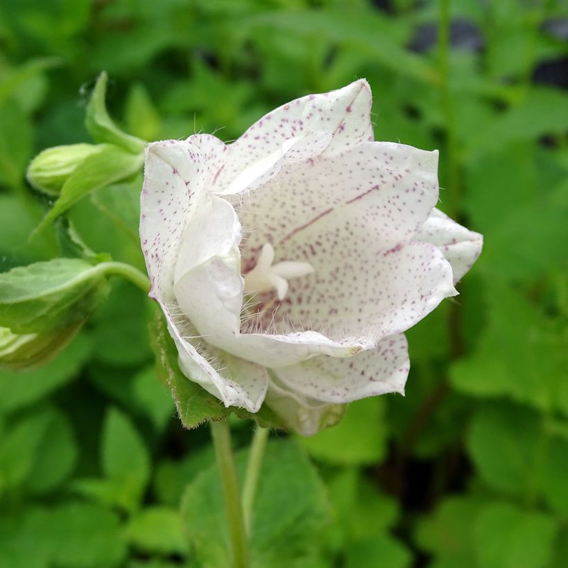 Campanula Wedding Bells  - Campanule double (Floraison)