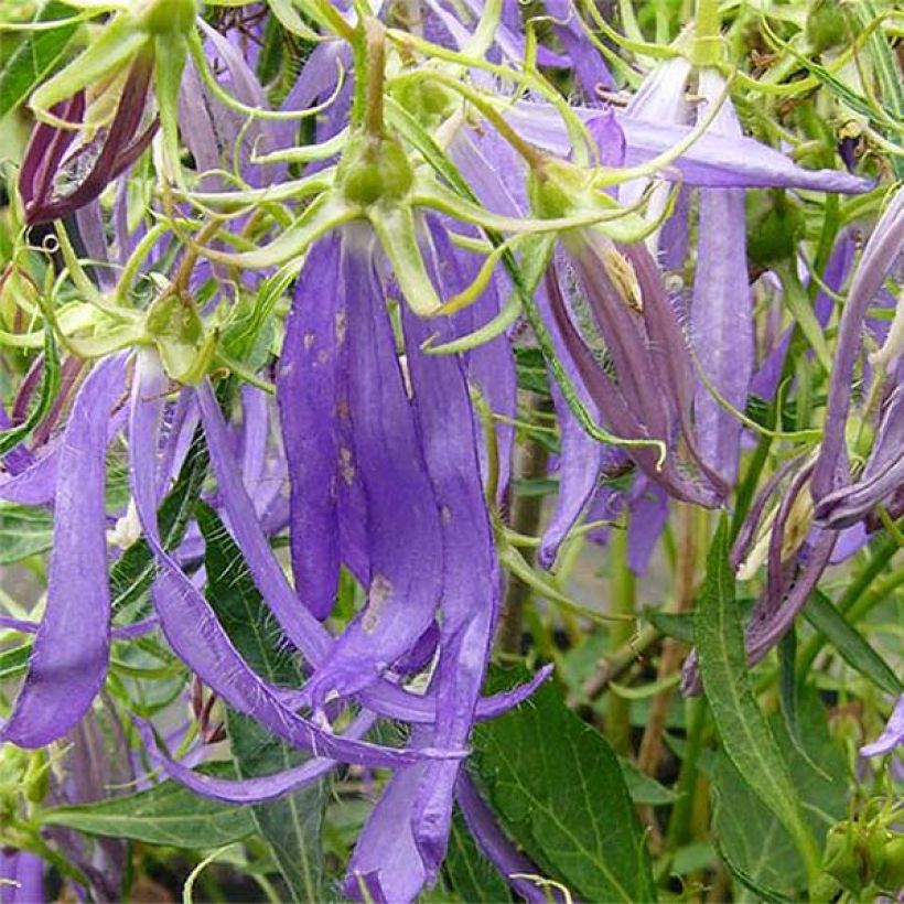 Campanule hybride Blue Octopus (Floraison)