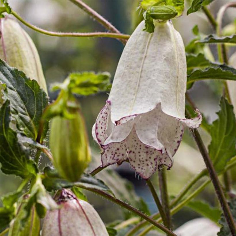 Campanula punctata Milky Way - Campanule hybride (Floraison)