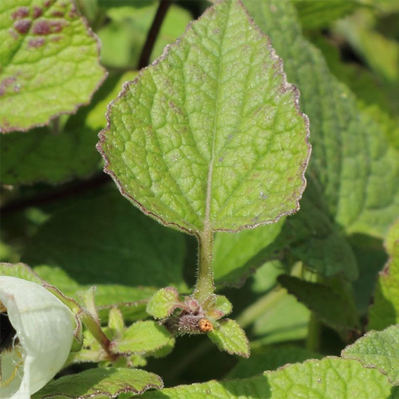 Campanule alliariifolia (Feuillage)