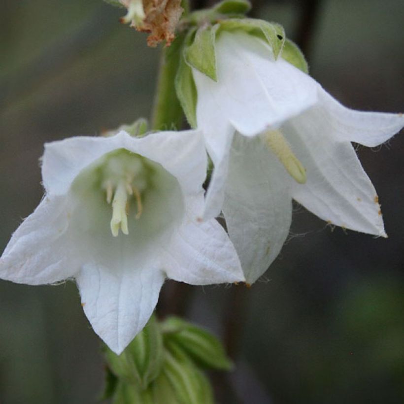 Campanule alliariifolia (Floraison)