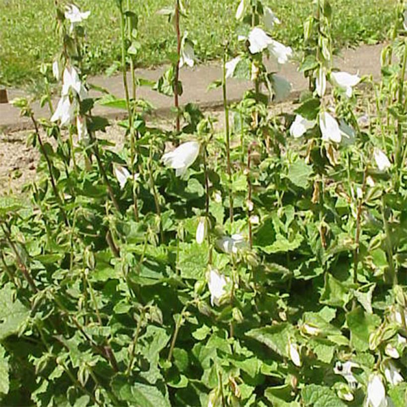 Campanule alliariifolia (Port)