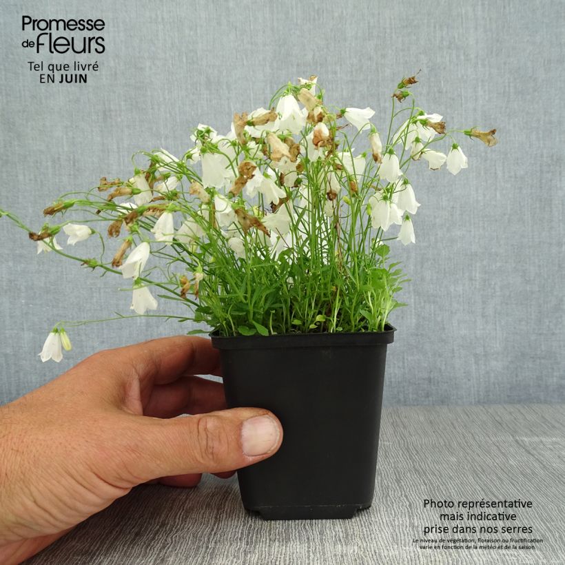 Spécimen de Campanula cochleariifolia Alba - Campanule à feuilles de cochléaire  Godet de 8/9 cm tel que livré en été