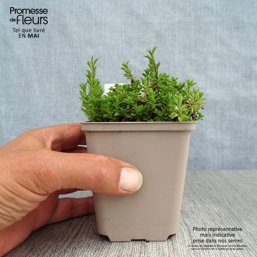Spécimen de Campanula cochleariifolia - Campanule à feuilles de cochléaire Godet de 9cm tel que livré au printemps