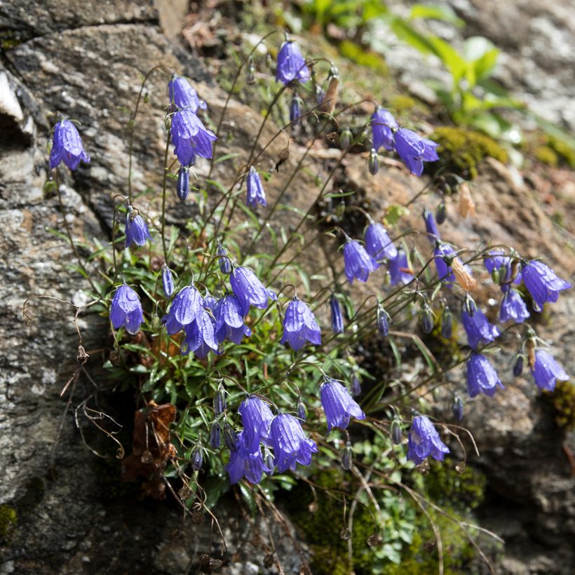 Campanula cochleariifolia - Campanule à feuilles de cochléaire (Port)