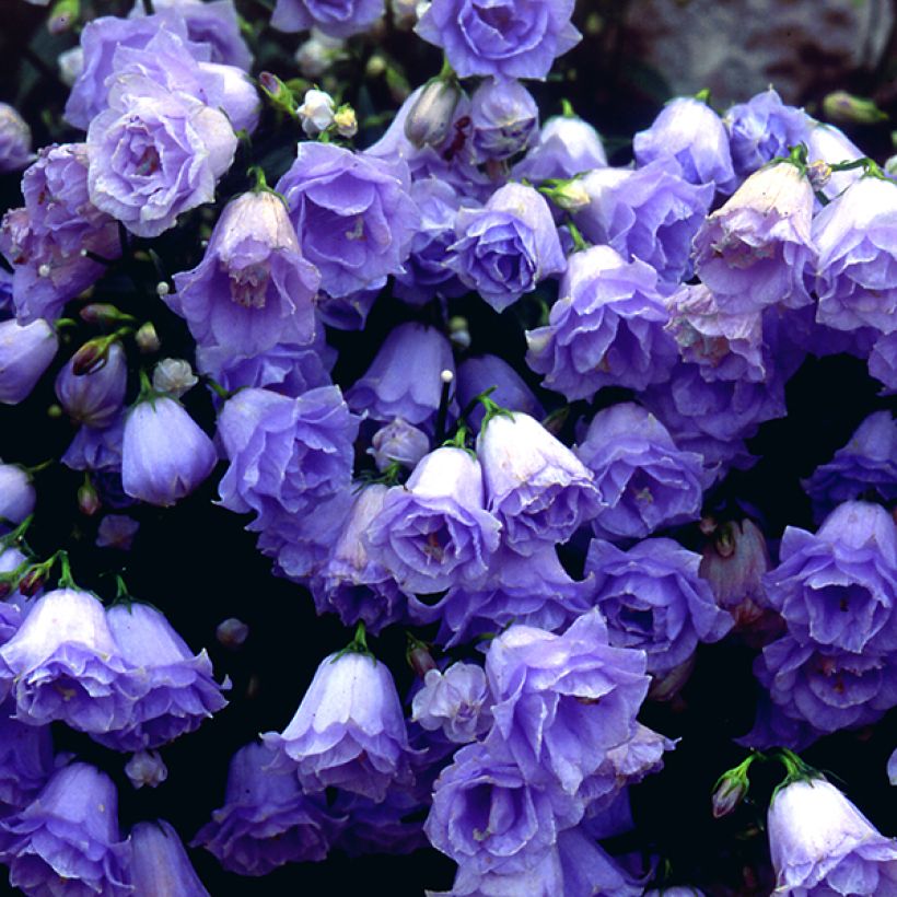 Campanule fluette - Campanula cochlearifolia Elizabeth Oliver (Floraison)