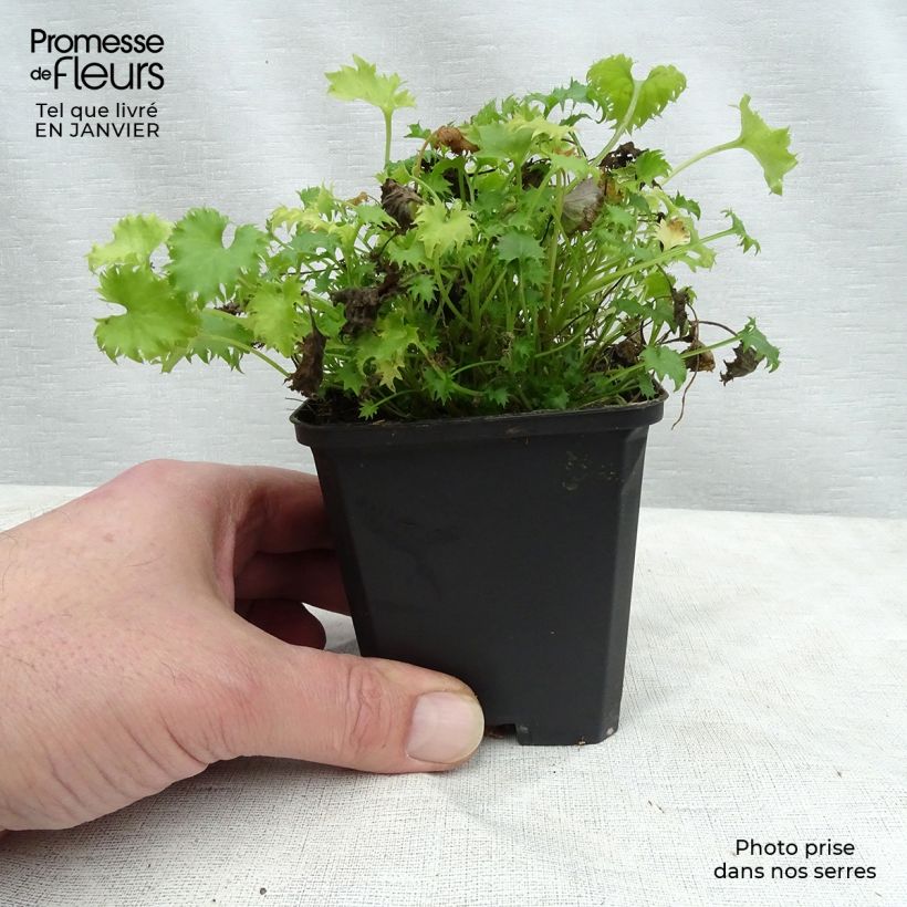 Spécimen de Campanula garganica tel que livré en hiver