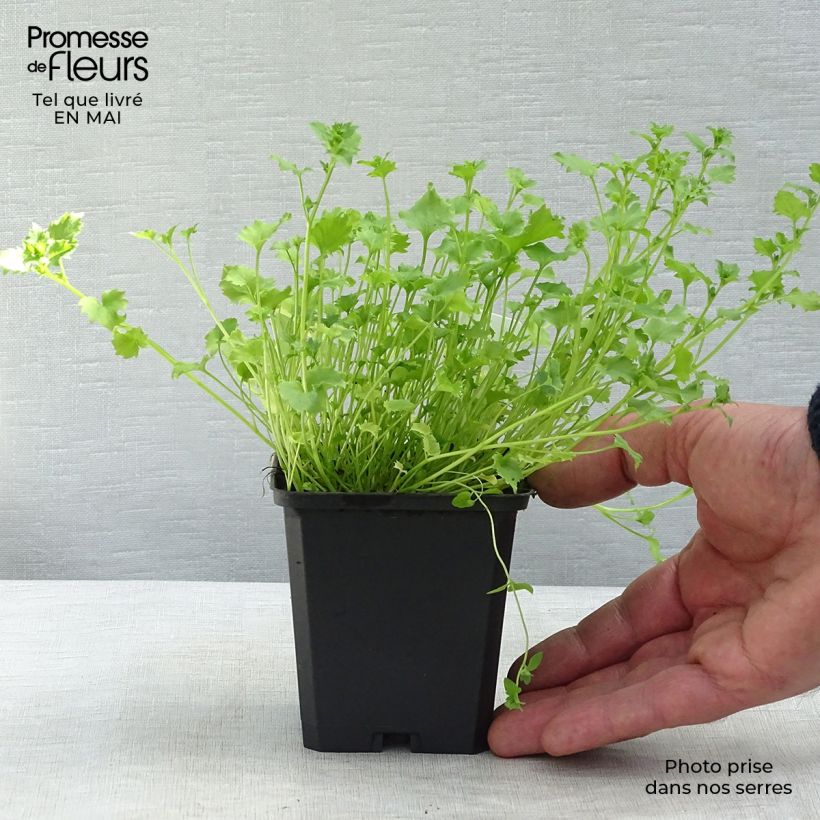 Spécimen de Campanula garganica Godet de 9cm tel que livré au printemps