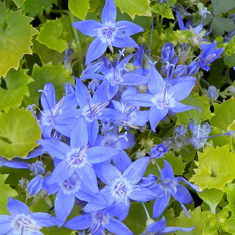 Campanula garganica Dickson s Gold - Campanule étoilée (Floraison)