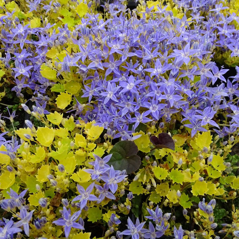 Campanula garganica Dickson s Gold - Campanule étoilée (Port)