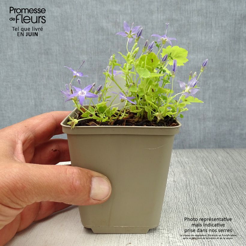 Spécimen de Campanula garganica Dickson s Gold - Campanule étoilée Godet de 8/9 cm tel que livré en été