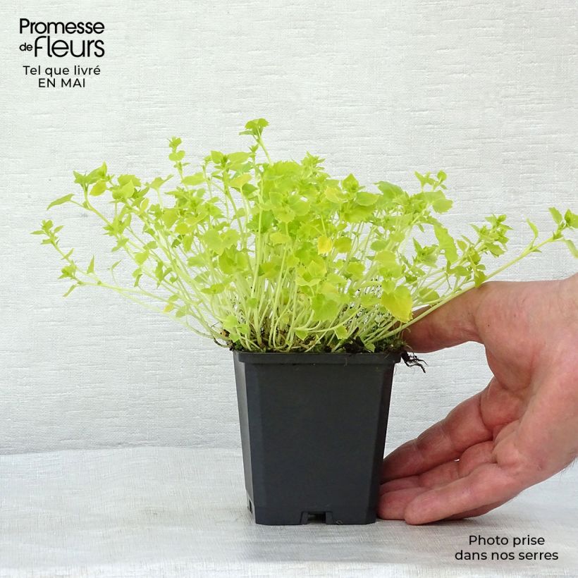 Spécimen de Campanula garganica Dickson s Gold - Campanule étoilée en godet de 9 cm tel que livré au printemps