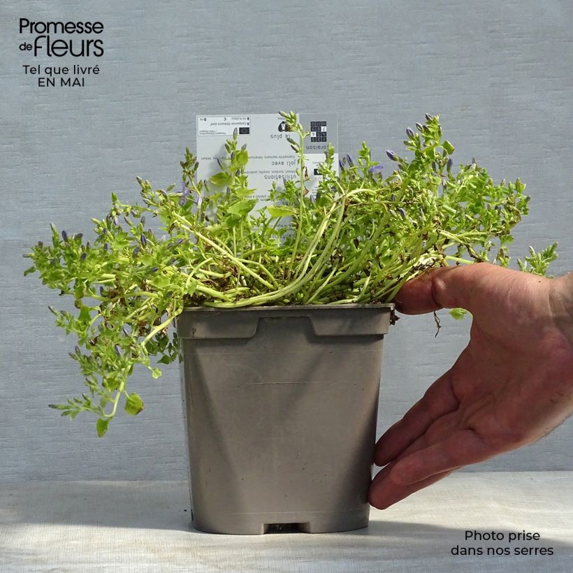 Spécimen de Campanula garganica Dickson s Gold - Campanule étoilée en pot de 2 litres tel que livré au printemps